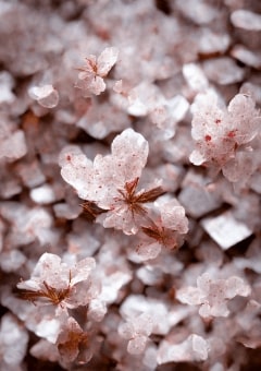 【sxfn】何かを間違えたようで　🎼🌸嫌われ【完結】リクエスト募集中