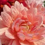 みょみょさんのアイコン画像