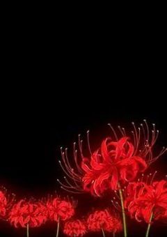 【vvt/br】　遺された花は紅色で　。　【完結】