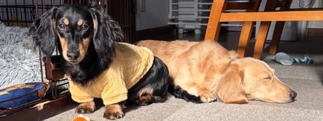 詩葵⌯'ㅅ'⌯ さんの壁紙画像