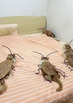 近況報告とお知らせ