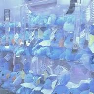 Q.魚の音読み A.ぎょぎょさんのアイコン画像