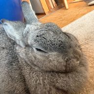 凛音さんのアイコン画像