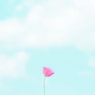 saaaya_sさんのアイコン画像