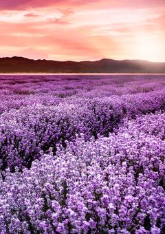 太陽の黄色、道端の紫色。