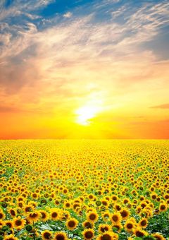 天使の紫色、堕天使の黄色。