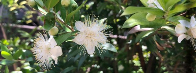 翠鏡🥀𓈒𓏸さんの壁紙画像