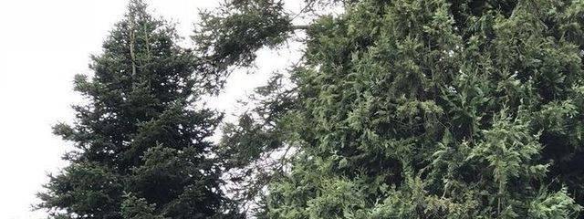 野良ノ愛犬 @暫くセブチﾒｲﾝさんの壁紙画像