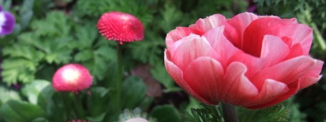 おのわーるさんの壁紙画像