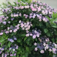 おのわーるさんのアイコン画像