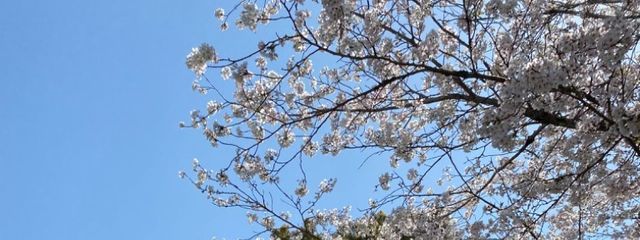 sugarさんの壁紙画像