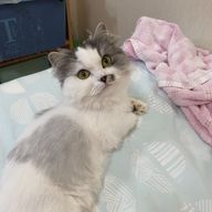 薄っぺらい人間さんのアイコン画像