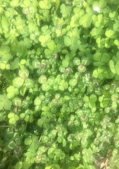 貴方の花になりたい