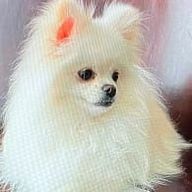 カビキラーさんのアイコン画像