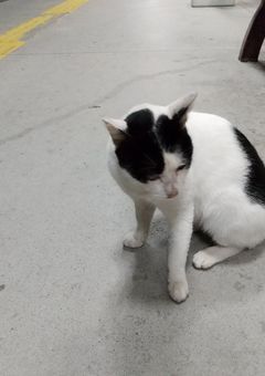 すめらぎクンの闇相談所