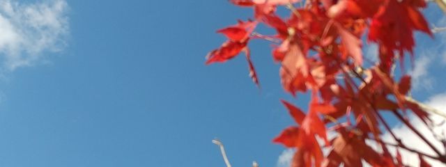 すめらぎクンさんの壁紙画像