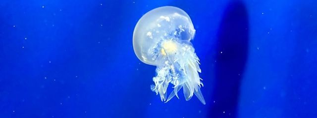 ゆーかりさんの壁紙画像