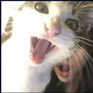 mwoyeyoさんのアイコン画像