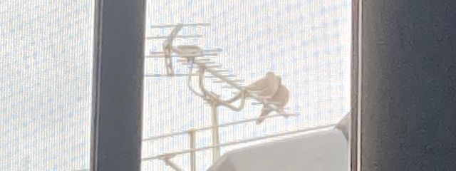 ももさんの壁紙画像