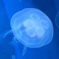 れいさんのアイコン画像