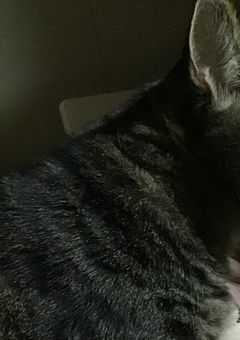猫の体調不良