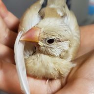 ぶんちょさんのアイコン画像