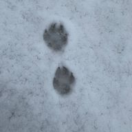 みーにさんのアイコン画像