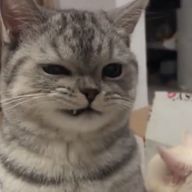 名無しさんのアイコン画像