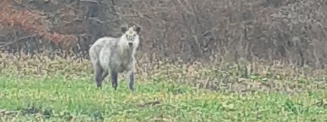 しぐれはるさめさんの壁紙画像