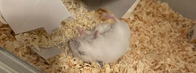たまちゃんさんの壁紙画像