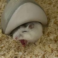 たまちゃんさんのアイコン画像