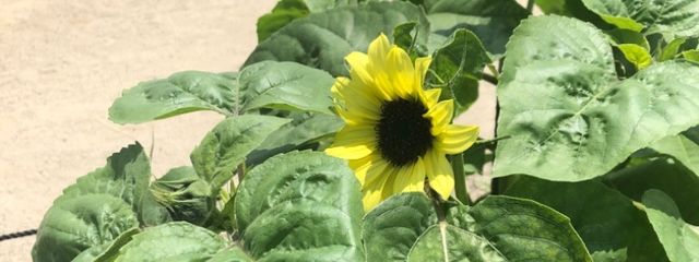 嶺緒さんの壁紙画像