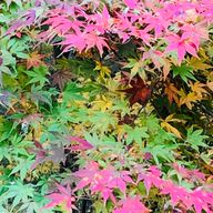 嶺緒さんのアイコン画像