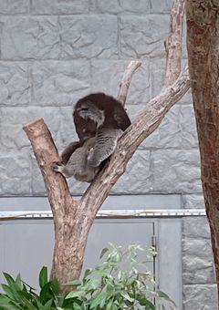 雄英高校にシグマの妹が潜入します