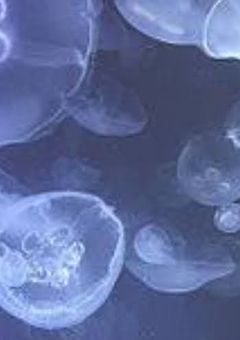 2人の理科教師のペットになりました