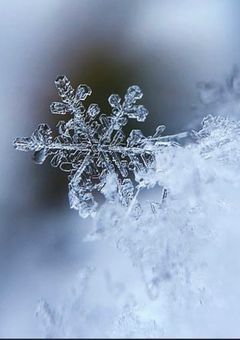 ある雪の日に