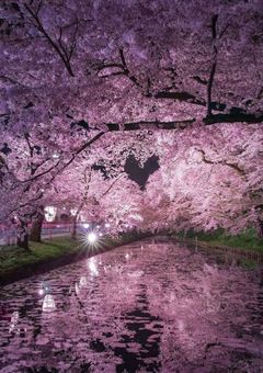 夜桜さんちの隠れ長女