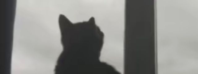 #_Neko｜🐈‍⬛さんの壁紙画像