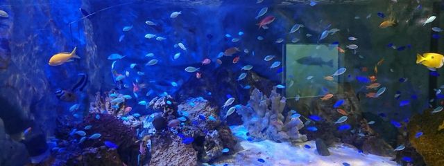 Roseさんの壁紙画像