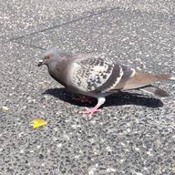 多分鳥さんさんのアイコン画像