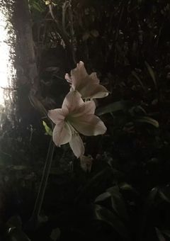 12時過ぎの本命。