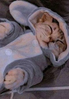 🐈‍⬛