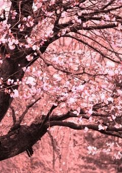 桜の想い