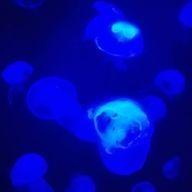 さめさんのアイコン画像