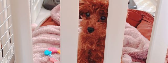 明月 こはく    #黒歴史製造機 @すいふらさんの壁紙画像