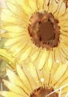 あの向日葵が咲く丘で、また貴方と会えたら。