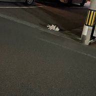 やぎろんꪔ̤さんのアイコン画像