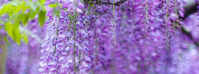 白鈴－hakurei－　プリ小説卒業さんの壁紙画像