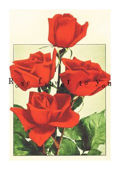 Rose flower to you