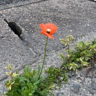 りくすさんのアイコン画像